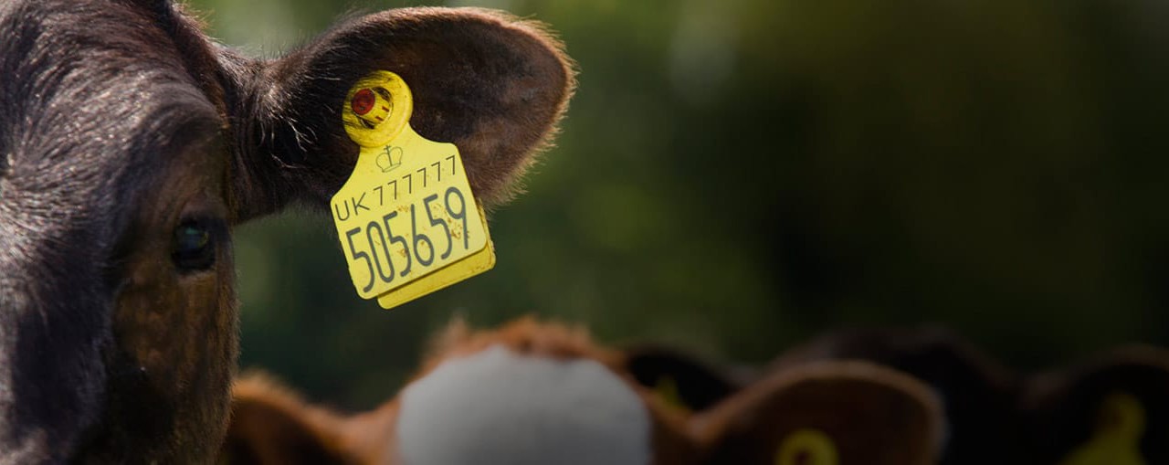 Təhlükəsizlik Plombları: Səmərəli Və İmtiyazlı Həll